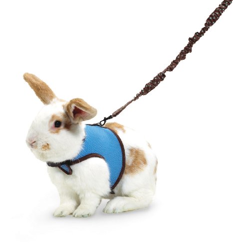 guinea pig 