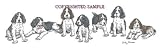 Springer Spaniel - Puppies in a Row by Cindy Farmer