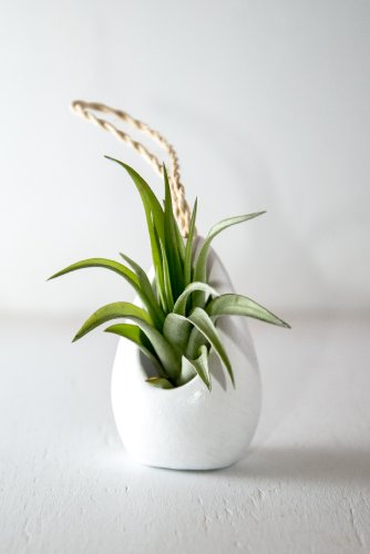 Hinterland Trading Air Plant Abdita in Our Ceramic Hanging White Planter Vase