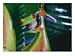 Gaudy Leaf Frog, Costa Rica Photographic Poster Print by Mary Plage, 16x12 Image