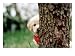 6-week-old Golden Retriever Puppy Hiding Behind Tree Animals Photographic Poster Print by Frank Siteman, 24x18