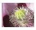 Opium poppy