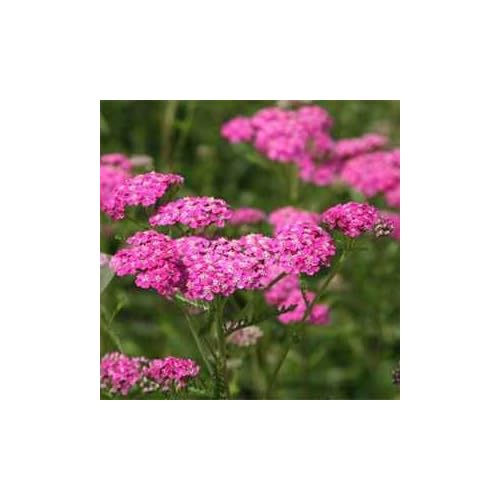 Pink Yarrow Perennial Flower Seeds pink yarrow perennial flower seeds