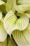 Wallmonkeys Peel and Stick Wall Decals - Hosta, or White Feather - 36