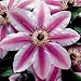 Search : 1 Hybrid 'Nelly Moser' Clematis Flower 2 year plant roots