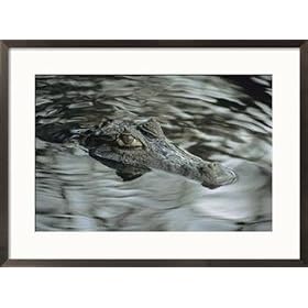 A spectacled caiman swims through a stream in Venezuela Subject Framed Art Poster Print by Ed George, 29x21