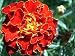 Marigold Dwarf French - Brocade Mix - 60 seeds