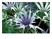 Marginal Stream Side Planting, Rodgersia, Pteridium Aquilinum (Bracken) (Fern) Forde ...