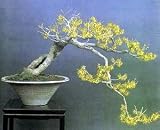41H8LtkuuIL. SL160  Japanese Red Pine 40 Seeds Pinus densiflora Bonsai