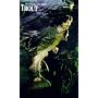 Trout: The Complete Guide to Catching Trout with Flies, Artificial Lures and Live Bait (The Freshwater Angler)