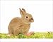 Photographic Prints of LA-5762 Dwarf Rabbit - in studio with flowers from Ardea Wildlife Pets