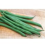 Bush Bean Fresh Pick Green 175 Organic Seeds by David's Garden Seeds Bush Bean Fresh Pick Green 175 Organic Seeds by David's Garden Seeds