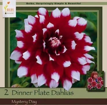 Honeyman Farms Dinnerplate Dahlia Mystery Day Pack of 2 Bulbs