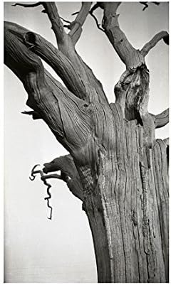 Dead Tree by Romney Marsh By Paul Nash