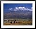 Children Running and Mt. Ararat, Agri, Turkey Lonely Planet Collection Framed Art Pos...