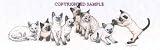 Siamese Kittens - Drawing by Cindy Farmer