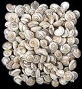 Pearl Umbonium Shells Seashells Sailors Valentine 1 Oz.