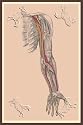 Art Poster, The Spinal Nerves - 18.75 x 27.5