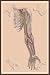Art Poster, The Spinal Nerves - 18.75 x 27.5