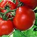 Box car willie - rote Tomate - alte Sorte - 10 Samen