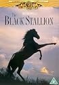 The Black Stallion [DVD] [1979]