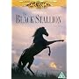 The Black Stallion [DVD] [1979]