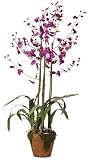 Silk Flowers Dancing Lady Silk Orchid Arrangement - Purple - B001DQAZQO