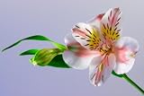 Stunning White Alstroemeria, Wholesale Box of 120 Flower Stems
