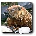 Wild animals - Groundhog - Mouse Pads
