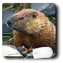 Wild animals - Groundhog - Mouse Pads