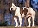 Staffordshire Bull Terrier Portrait Animals Photographic Poster Print by Adriano Bacchella, 16x12