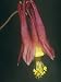 Columbine Flower, Aquilegia Canadensis, North America Photographic Poster Print by Joe McDonald, 12x16