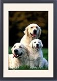 Framed Prints of Golden Retriever Dogs from Ardea Wildlife Pets