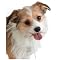 Stylize your pet!