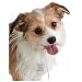 Stylize your pet!