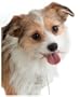 Small Crystal Dog Collar, 15" by Paris Hilton