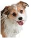 Kitchen & Housewares : Small Crystal Dog Collar, 15" by Paris Hilton