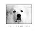 The Big White Dog