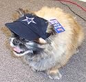 DALLAS COWBOYS NFL Pet Cat or DOG CAP HAT New!
