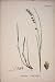Melica Nutans Nodding Melic Grass Colour Print C1878