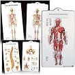 Anatomical Chart Clipboard - Skeletal Clipboard