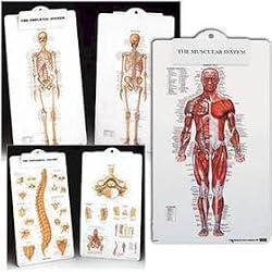Anatomical Chart Clipboard - Skeletal Clipboard
