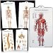 Anatomical Chart Clipboard - Skeletal Clipboard