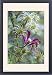 Framed Prints of DAD-1705 Clematis Gravetye Beauty with adjacent seed-heads from Ardea Wildlife Pets