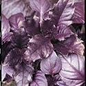 BASIL - PURPLE - 200 Seeds