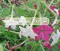 FLOWERING TOBACCO Nicotiana Alata --- 5,000 Flower Seeds