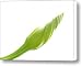 Moonflower Vine Bud on White Canvas Print / Canvas Art - Artist Anna Lisa Yoder