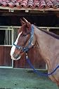 Shires Nylon Fully Adjustable Headcollar-Green - Ex Full