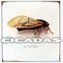 Cicadas