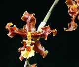 Onc. maculatum X Onc. powellii (Photo)